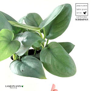 yz XL_vTXiIXgVo[j 4 F vX`bN Scindapsus