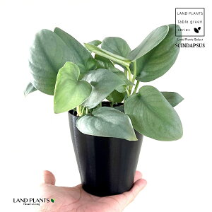 yz XL_vTXiIXgVo[j 4 F vX`bN Scindapsus