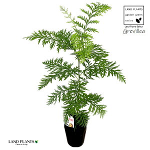 yc؁z OrAiuX^j 3.5 |bgc 1 nSmL OBA uX^[ Grevillea robusta