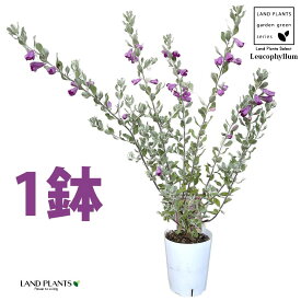 【落葉性】レウコフィルム（フルテスケンス：1鉢） 4号 プラスチック鉢 シルバーリーフ 耐寒性常緑低木 テキサス・セージ(Texas sage) テキサス・シルバーリーフ(Texas silverleaf) Leucophyllum frutescens