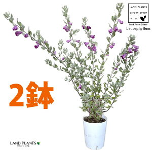 ERtBiteXPXF2j 4 vX`bN Vo[[t ϊΒ eLTXEZ[W(Texas sage) eLTXEVo[[t(Texas silverleaf) Leucophyllum frutescens