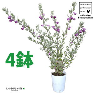 ERtBiteXPXF4j 4 vX`bN Vo[[t ϊΒ eLTXEZ[W(Texas sage) eLTXEVo[[t(Texas silverleaf) Leucophyllum frutescens