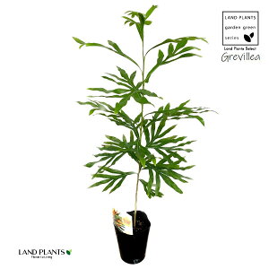 yc؁z OrAiS[hj 3.5 |bgc 1 nSmL OBA Grevillea gold