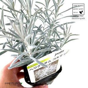 yc؁z wNTiR}j 3 |bgc 1 wNTC^J wNX LN  e F Helichrysum Itaricam "Korma"