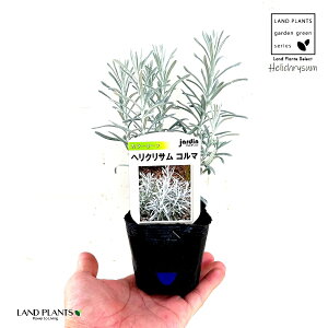 yc؁z wNTiR}j 3 |bgc 1 wNTC^J wNX LN  e F Helichrysum Itaricam "Korma"