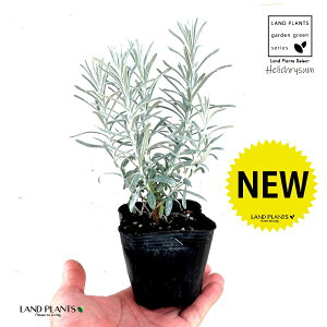 yc؁z wNTiR}j 3 |bgc 1 wNTC^J wNX LN  e F Helichrysum Itaricam "Korma"