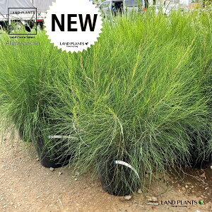 ^}NIEiʖؖj 8 |bgc 1 ^}N}IE N}IE Allocasuarina nana