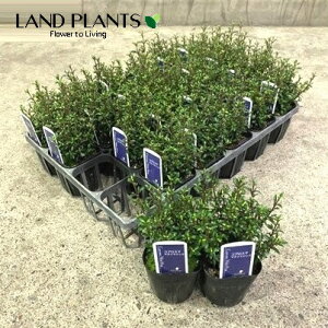 yc؁z RvX}i}^C}WbNj 3 |bgc 1 RvX}}^C}WbN Coprosma