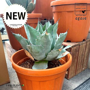 AKxipTij 13 vX`bN 1 AG AKy E[c AKxpTi Agave parrasan