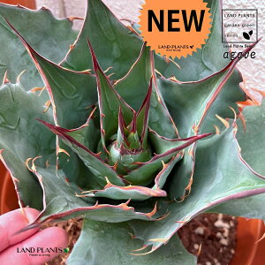 AKxipTij 13 vX`bN 1 AG AKy E[c AKxpTi Agave parrasan
