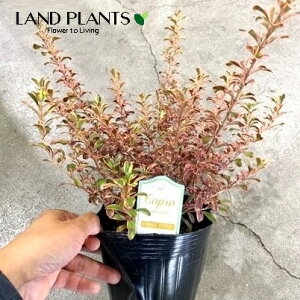 yc؁z RvX}iC{[TvCYj 5 |bgc 1 RvX}C{[TvCY Coprosma