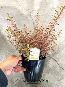 yc؁z RvX}iC{[TvCYj 5 |bgc 1 RvX}C{[TvCY Coprosma