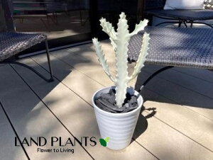 ホワイトゴースト 観葉植物」の人気商品一覧・価格比較 - 価格.com