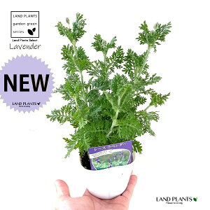 x_[i[Xx_[j 3 |bgc 1 @f V\ Fern lavender Lavandula pinnata