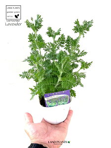 [Xx_[ix_[j 3 |bgc 1 @f V\ Fern lavender Lavandula pinnata