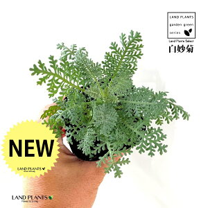 Vo[[X 3 |bgc 1 Vo[[t Tanacetum ptarmiciflorum