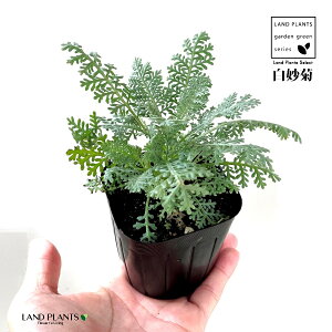 Vo[[X 3 |bgc 1 Vo[[t Tanacetum ptarmiciflorum