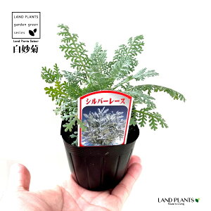 V^GMNieFVo[[Xj 3 |bgc 1 Vo[[t Tanacetum ptarmiciflorum