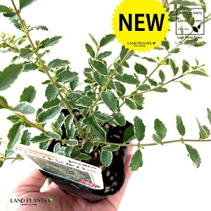 Vo[vybgij 3 |bgc 1 Vo[vxbg Chinese Privet mX ZCEC{^mL C{^mL ZCEC{^mLAEVC{^mL Ligustrum sinense eVariegat