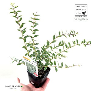 Vo[vybgij 3 |bgc 1 Vo[vxbg Chinese Privet mX ZCEC{^mL C{^mL ZCEC{^mLAEVC{^mL Ligustrum sinense eVariegat