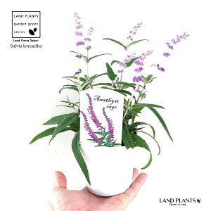 AWXgZ[WiTrAEEJTj 3.5 |bgc 1 LVJZ[W LVJubVZ[W TrAEJT Salvia leucantha