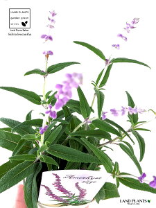 AWXgZ[WiTrAEEJTj 3.5 |bgc 1 LVJZ[W LVJubVZ[W TrAEJT Salvia leucantha