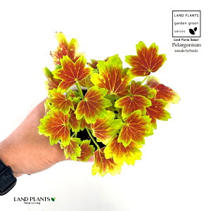 ݂t[jEi[jEj 3.5 |bgc 1 [jE [j[ ~Wo[jE gtt[jE Pelargonium x hortorum 'Vancouver Centennial'