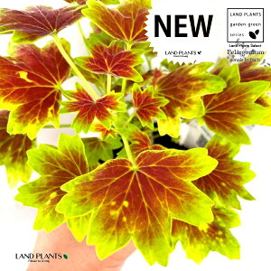 ݂t[jEi[jEj 3.5 |bgc 1 [jE [j[ ~Wo[jE gtt[jE Pelargonium x hortorum 'Vancouver Centennial'