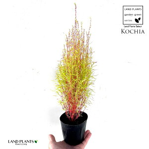 RLAiقj 3 |bgc 1 zELM zEL\E ⴑ ⴖ @ ⴑ Kochia scoparia