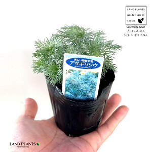 ATM\EiR쑐j 3 |bgc 1  ATM M  e LN ~ ~͂̉ Artemisia schmidtiana