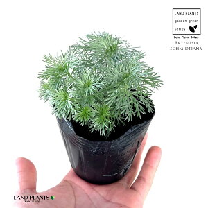 ATM\EiR쑐j 3 |bgc 1  ATM M  e LN ~ ~͂̉ Artemisia schmidtiana
