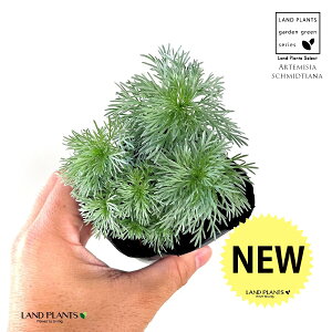 ATM\EiR쑐j 3 |bgc 1  ATM M  e LN ~ ~͂̉ Artemisia schmidtiana