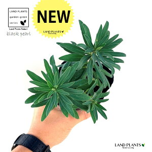 ���[�t�H���r�A�i�u���b�N�p�[���j 3.5�� �|�b�g�c 1�� �g�E�_�C�O�T ���[�z���r�A ���[�t�H���r�A�u���b�N�p�[�� �A���r�A���E�X�p�[�W �A���r�A���X�p�[�W Euphorbia characias 'Black Pearl'