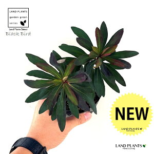 [tHrAiubNo[hj 3.5 |bgc 1 gE_COT [zrA [tHrAubNo[h ArAEXp[W ArAXp[W Euphorbia x martinii 'Black Bird'