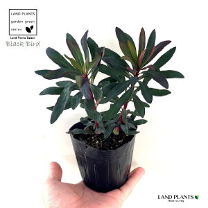 [tHrAiubNo[hj 3.5 |bgc 1 gE_COT [zrA [tHrAubNo[h ArAEXp[W ArAXp[W Euphorbia x martinii 'Black Bird'
