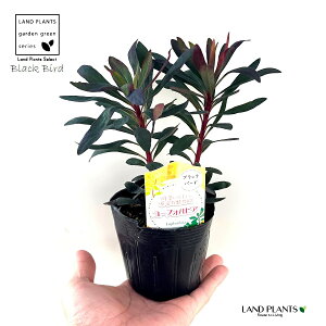 [tHrAiubNo[hj 3.5 |bgc 1 gE_COT [zrA [tHrAubNo[h ArAEXp[W ArAXp[W Euphorbia x martinii 'Black Bird'