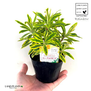 [tHrAiS[fC{[j 3.5 |bgc 1 gE_COT [zrA [tHAXRbgC{[ ArAEXp[W ArAXp[W Euphorbia 'Golden Rainbow'