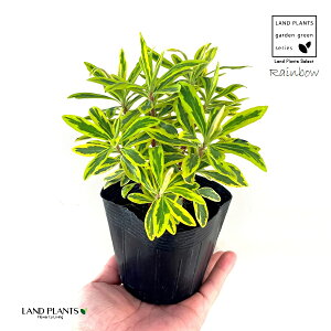 [tHrAiS[fC{[j 3.5 |bgc 1 gE_COT [zrA [tHAXRbgC{[ ArAEXp[W ArAXp[W Euphorbia 'Golden Rainbow'