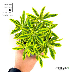 [tHrAiS[fC{[j 3.5 |bgc 1 gE_COT [zrA [tHAXRbgC{[ ArAEXp[W ArAXp[W Euphorbia 'Golden Rainbow'