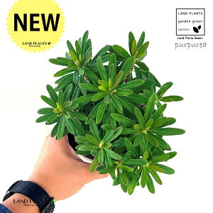 [tHrAip[vAj 3.5 |bgc 1 gE_COT [zrA [tHrAp[vA ArAEXp[W ArAXp[W A~O_CfX Euphorbia amygdaloides Purpur