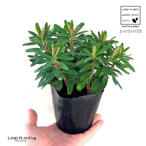 [tHrAip[vAj 3.5 |bgc 1 gE_COT [zrA [tHrAp[vA ArAEXp[W ArAXp[W A~O_CfX Euphorbia amygdaloides Purpur