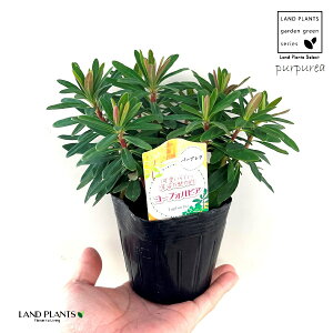 [tHrAip[vAj 3.5 |bgc 1 gE_COT [zrA [tHrAp[vA ArAEXp[W ArAXp[W A~O_CfX Euphorbia amygdaloides Purpur