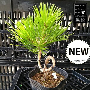 i˂j1{ 3 |bgc N}c }c  j IgR}c I}c Y jt Pinus thunbergii