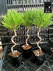 iFm{Ej1{ 3 |bgc N}c }c  VEE j IgR}c I}c Y jt Pinus thunbergii