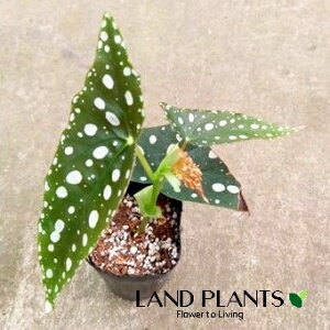 xSjAi}N[^j1{ 2.5 |bgc VEJChE xSjA}N[^ Begonia maculata