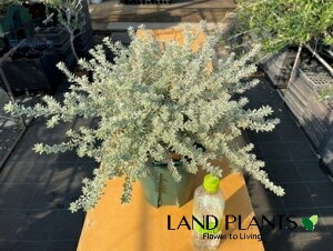 EGXgMAiX[L[zCgj1 7 |bgc 1   I[XgA[Y}[ Westringia Coastal rosemary,Australian rosemary