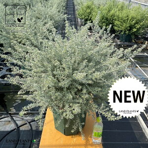 EGXgMAiX[L[zCgj 10 |bgc 1    ڔ ^ I[XgA[Y}[ Westringia Coastal rosemary,Australian rosemary