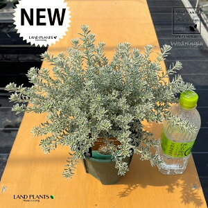 EGXgMAiX[L[zCgj1 5 |bgc 1   I[XgA[Y}[ Westringia Coastal rosemary,Australian rosemary