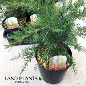 yP[X̔F12z o[PAijtHAj12 4.5 |bgc xbPA o[PAjtHA Baeckea linifolia Rudge Flax-leafAHeath Myrtle