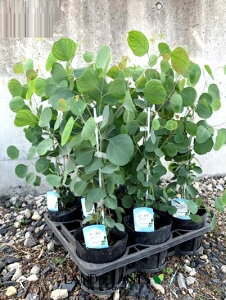 yP[X̔F8z [Ji||Xj8 4.5 |bgc Eucalyptus